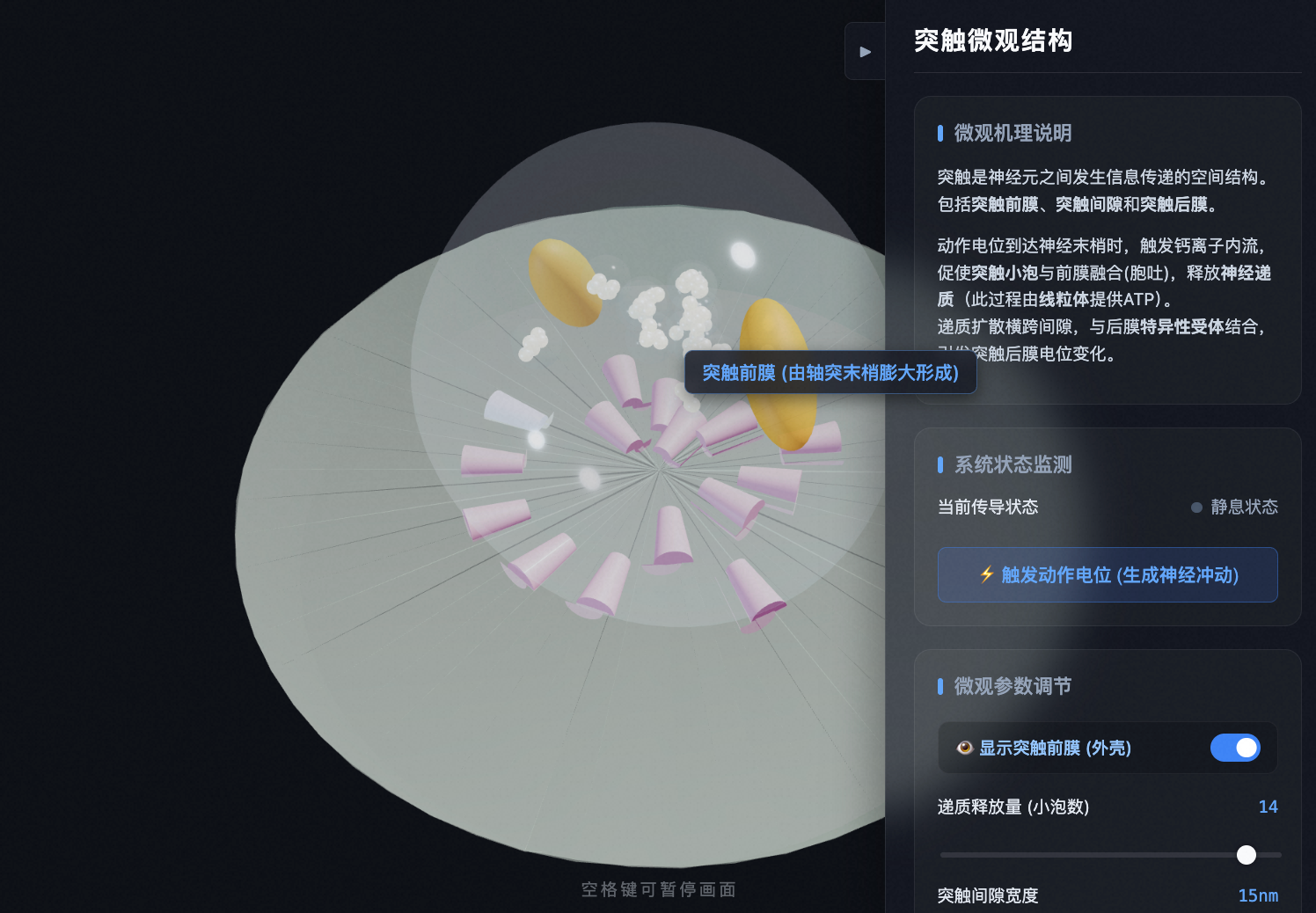 突触微观结构与神经递质释放