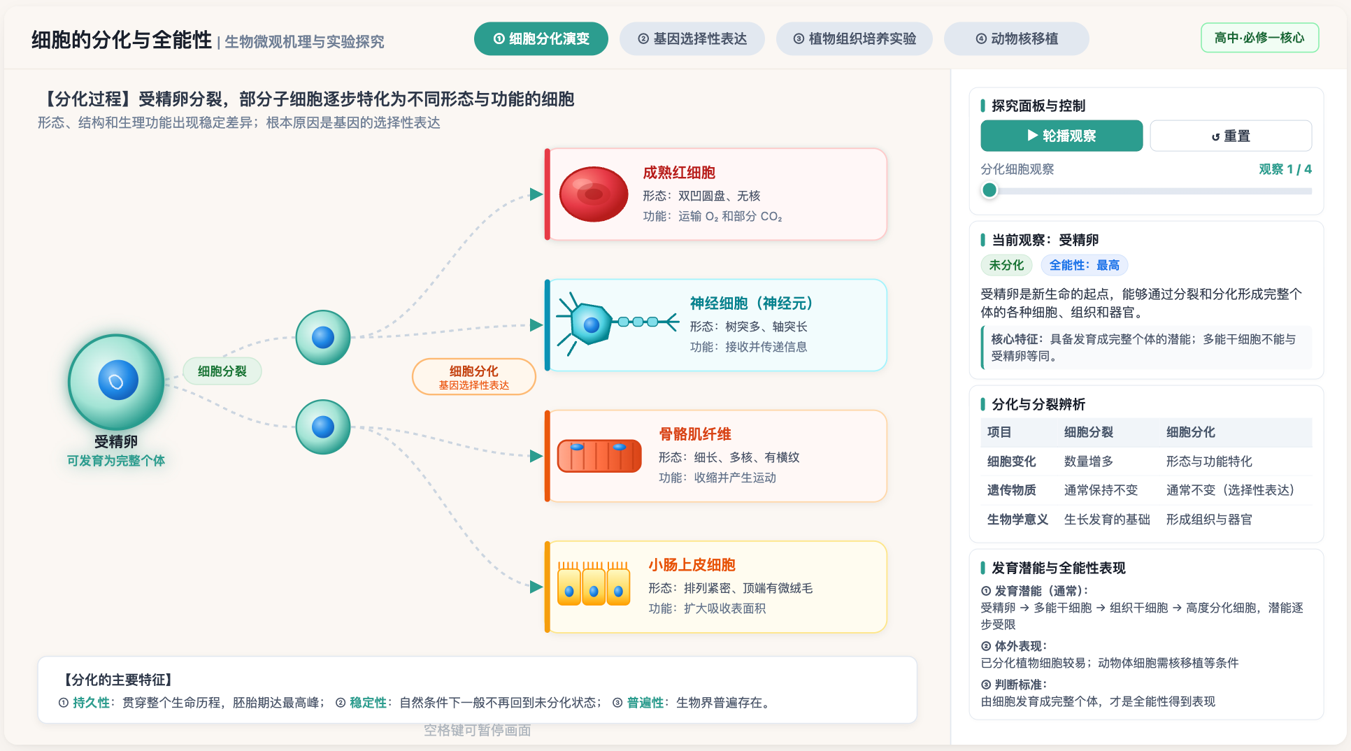 细胞的分化和全能性