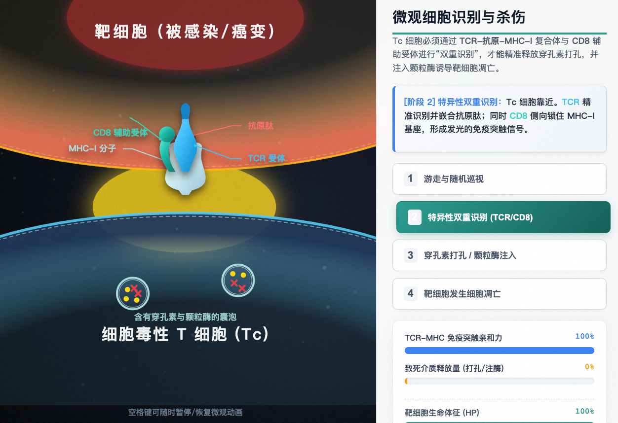 细胞免疫微观细胞识别与杀伤机制