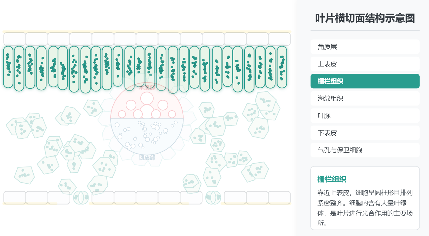 叶片横切结构示意图