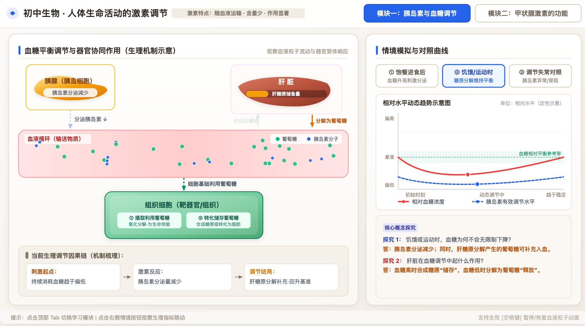 激素调节(胰岛素与血糖、甲状腺激素)