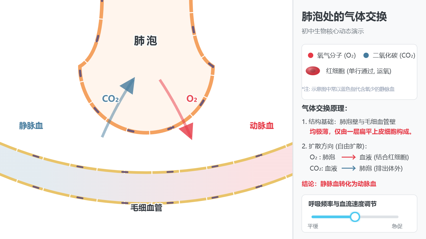 肺泡处气体交换