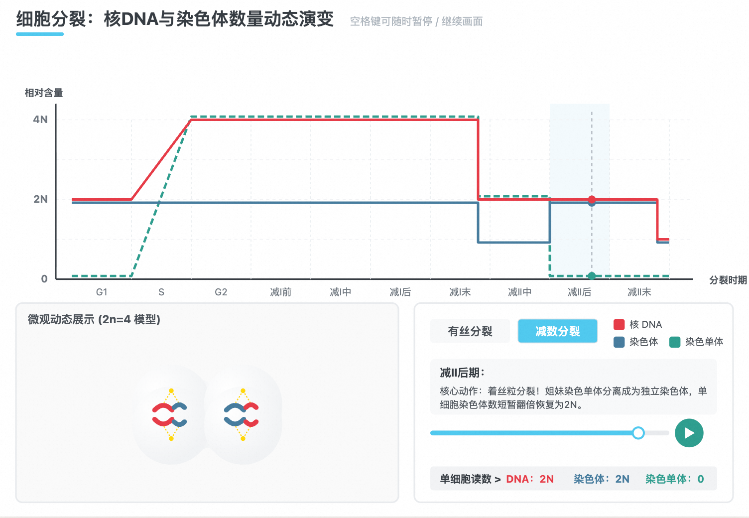 细胞分裂:核DNA与染色体数量动态演变