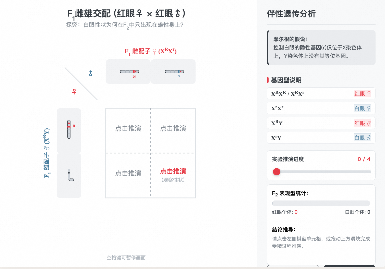 摩尔根果蝇伴性遗传经典杂交棋盘
