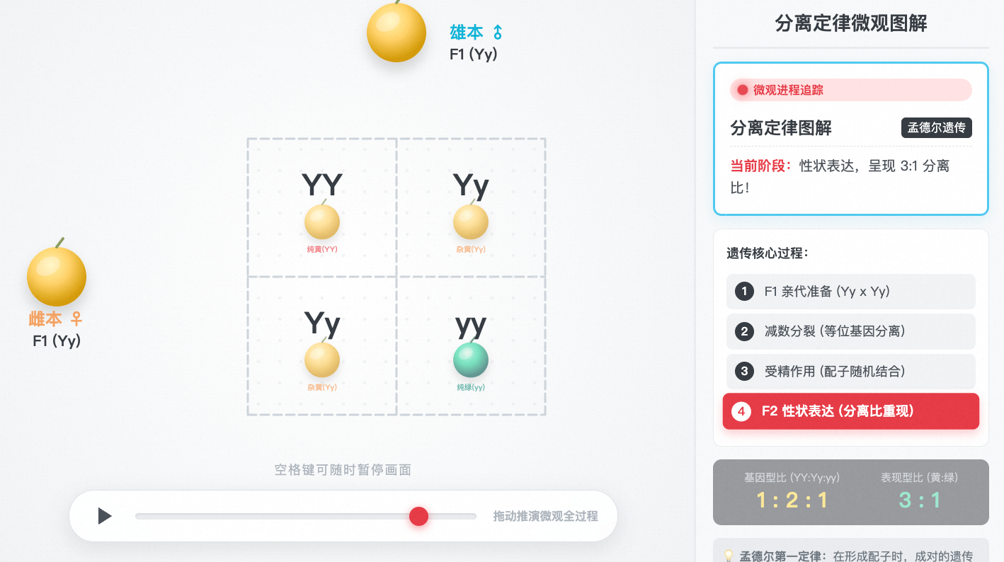 孟德尔遗传分离定律