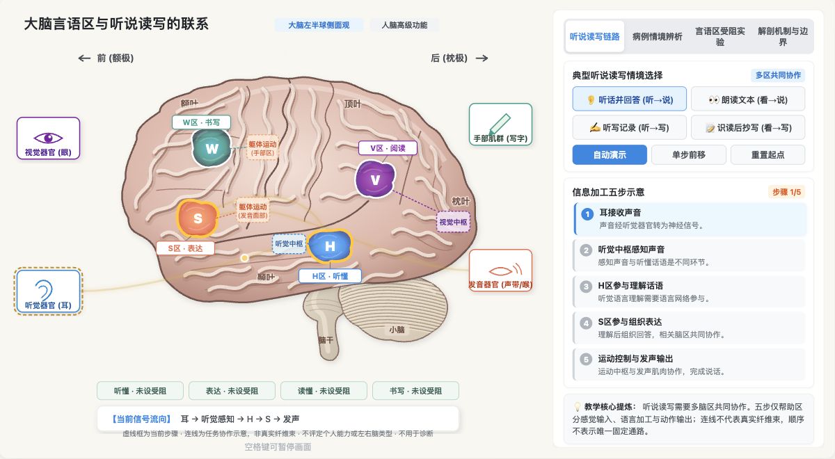 大脑言语区与听说读写的联系