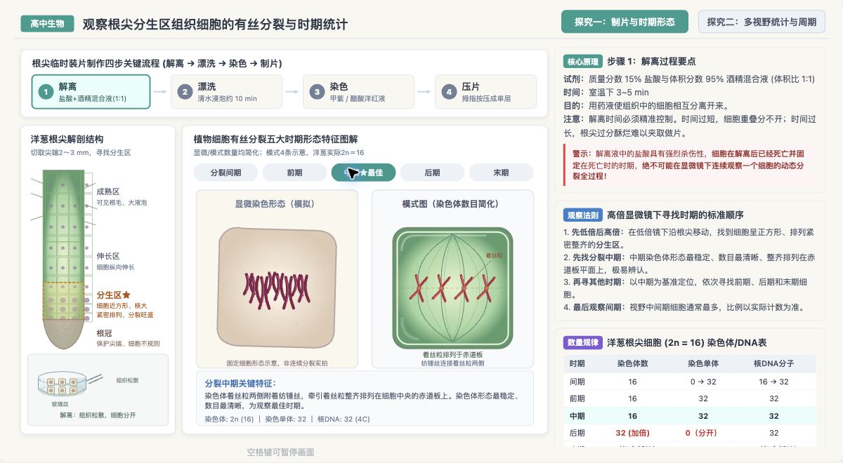 观察根尖有丝分裂与分裂时期统计