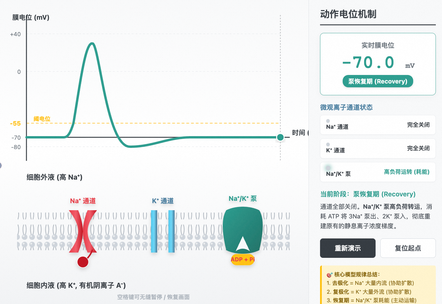 神经纤维动作电位与高拟真离子通道