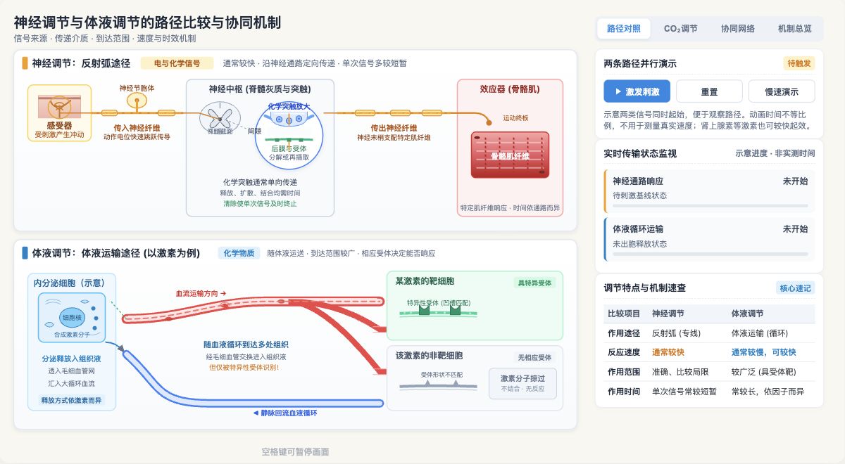 神经调节与体液调节的路径比较