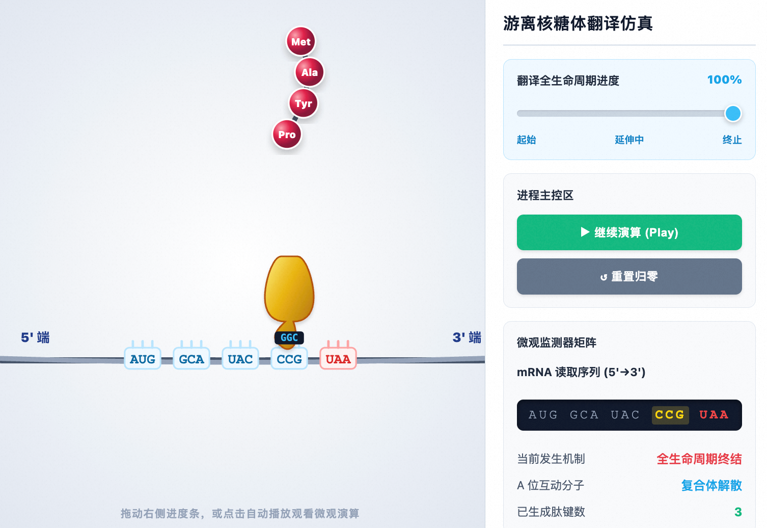 多肽链翻译过程高拟真仿真