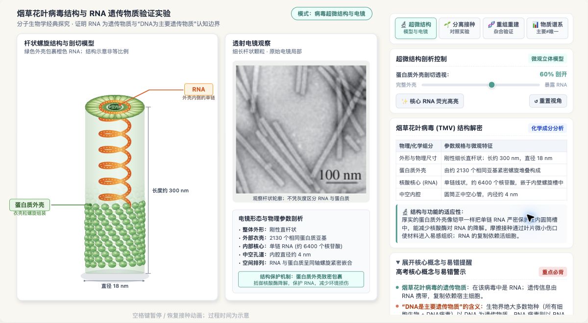 RNA作为遗传物质的烟草花叶病毒实验