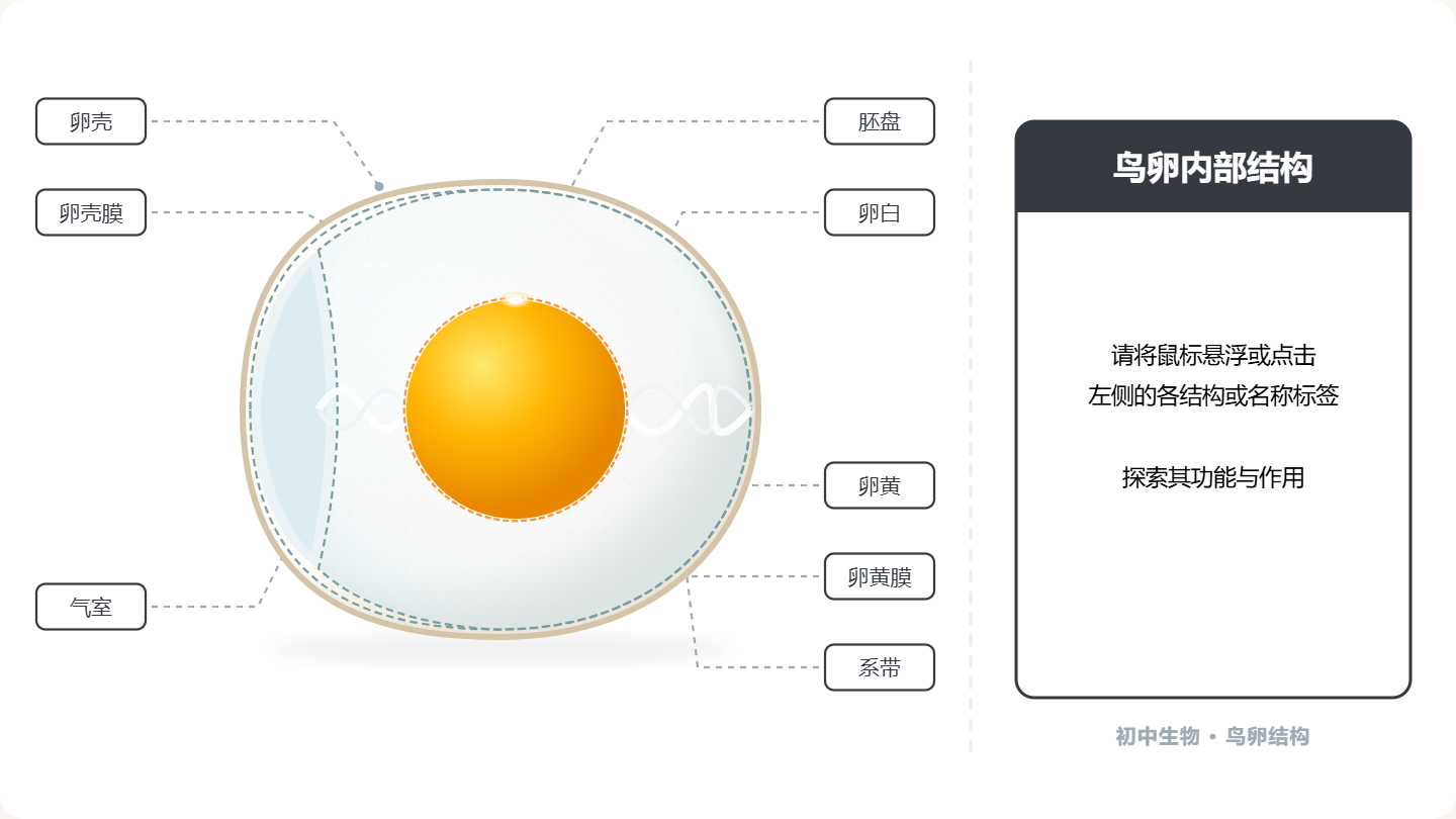 鸟卵内部结构