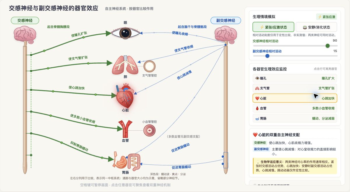 交感神经与副交感神经的器官效应