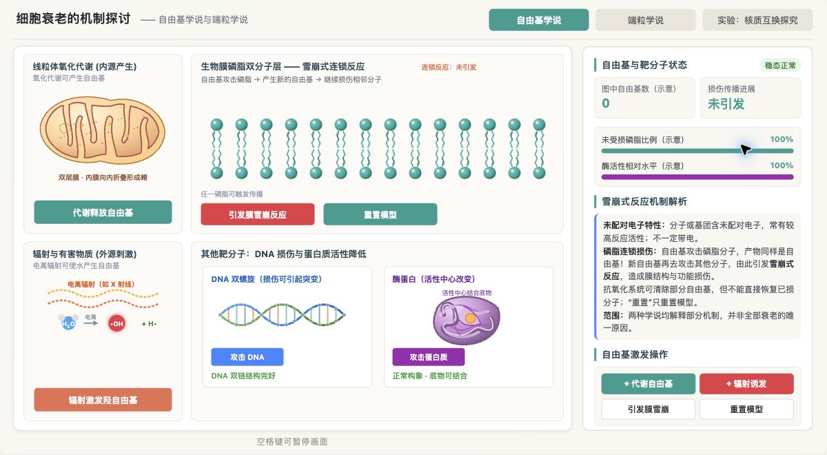 细胞衰老的自由基与端粒学说