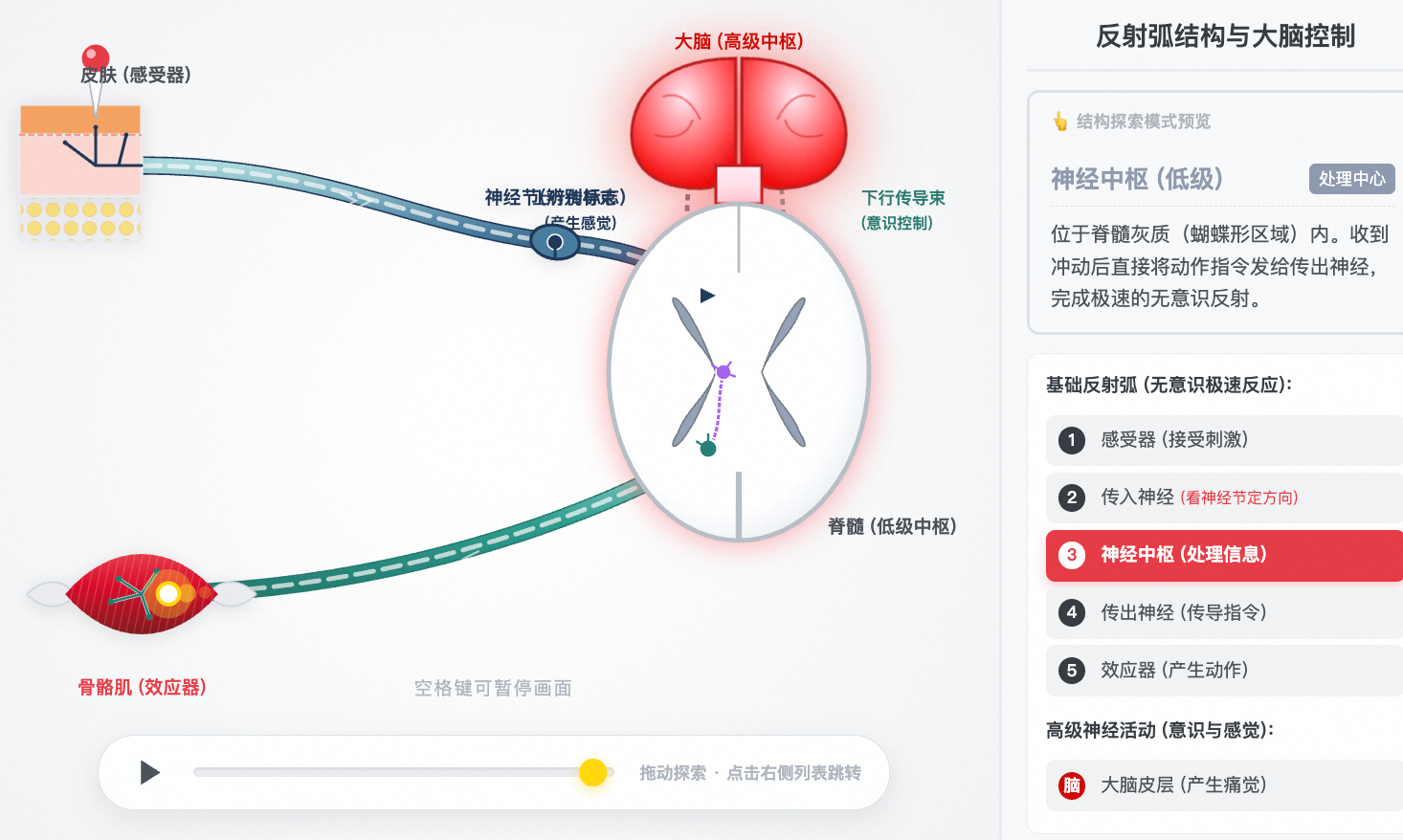 反射弧结构与神经传导