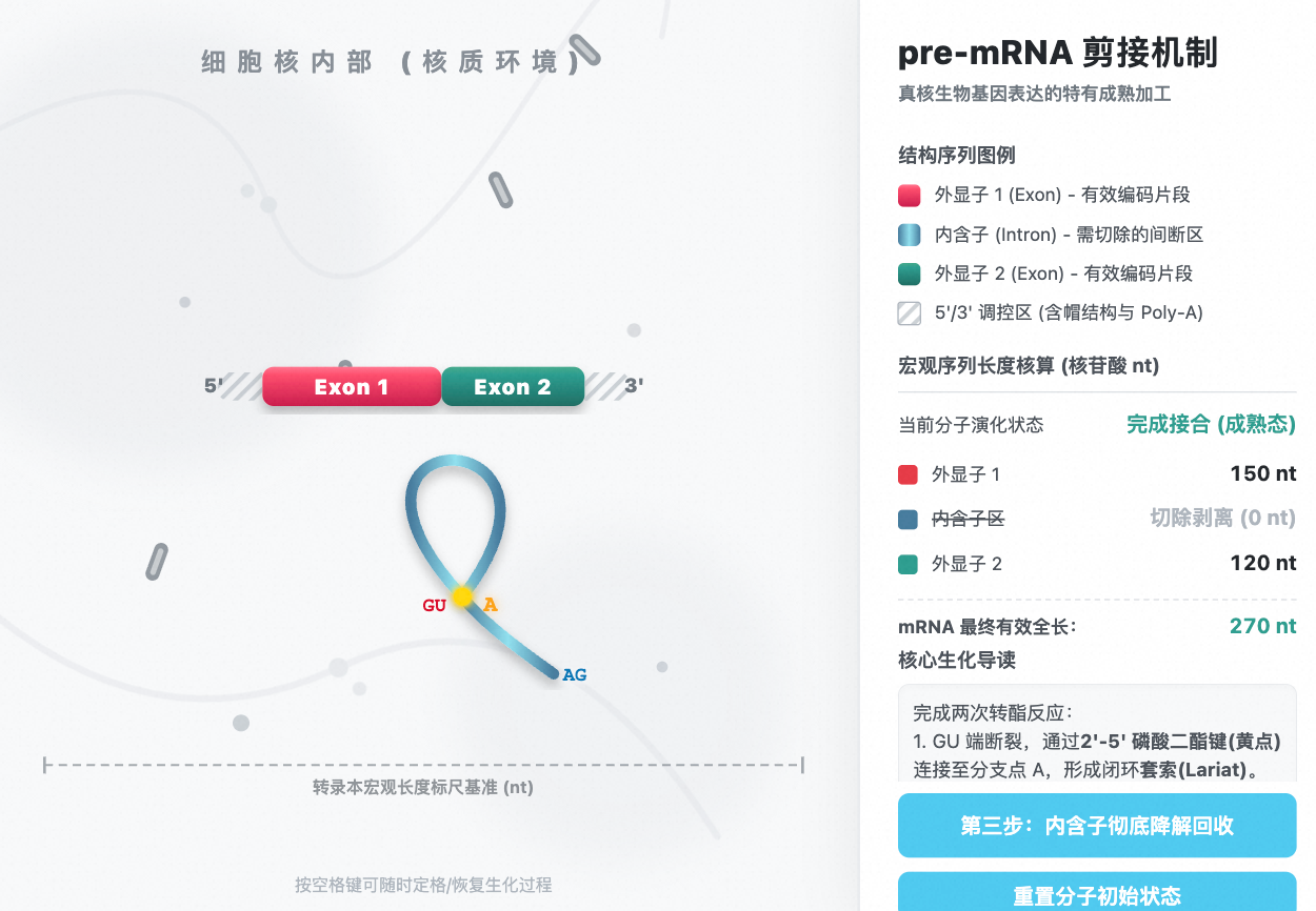 真核生物 pre-mRNA 剪接加工机制