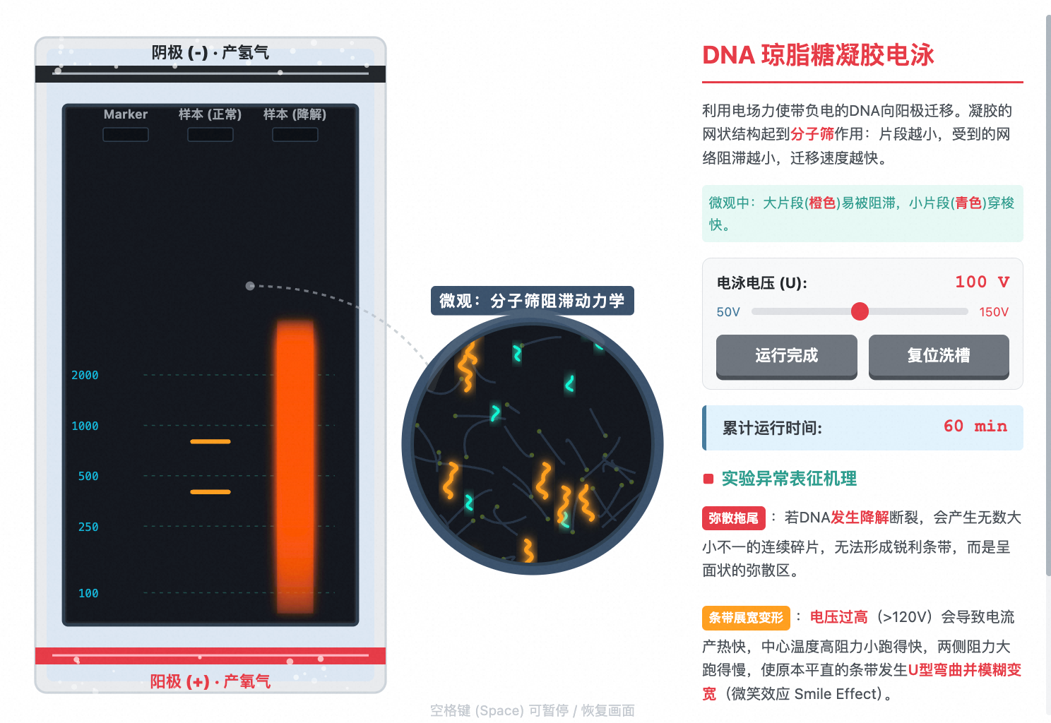 DNA凝胶电泳分离微观拖尾过程