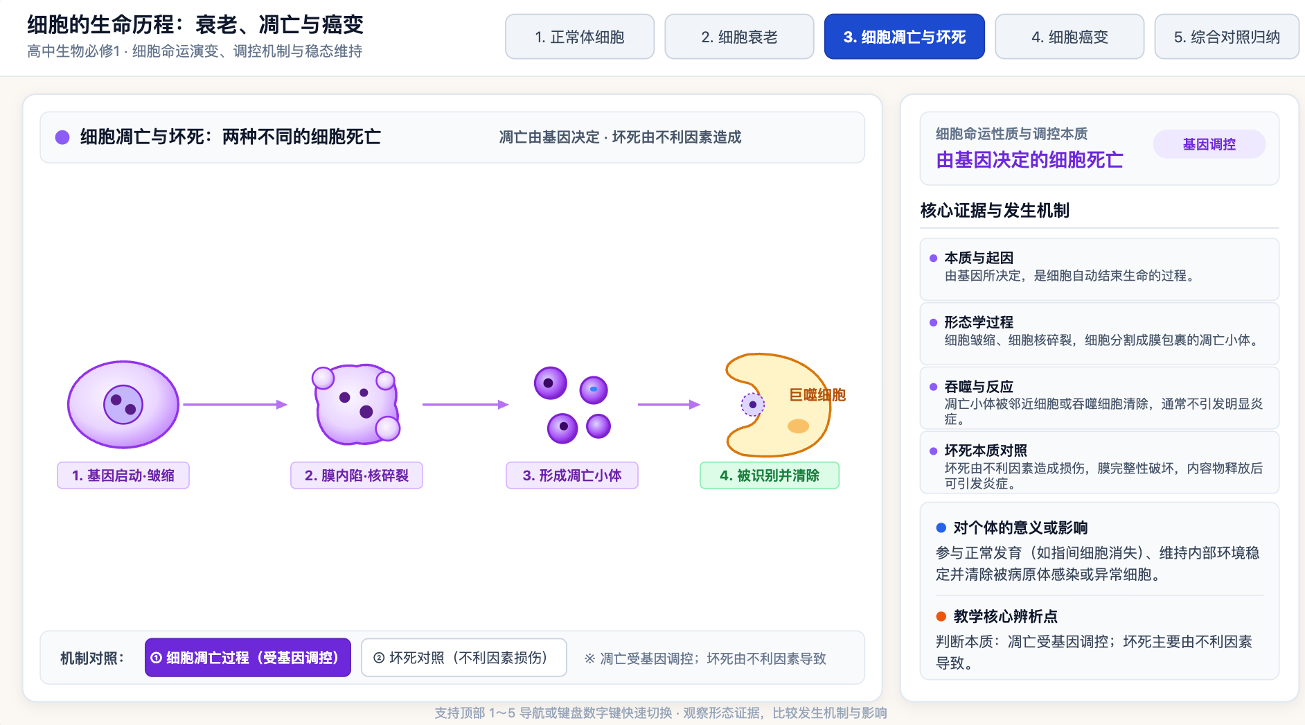 细胞衰老、凋亡与癌变