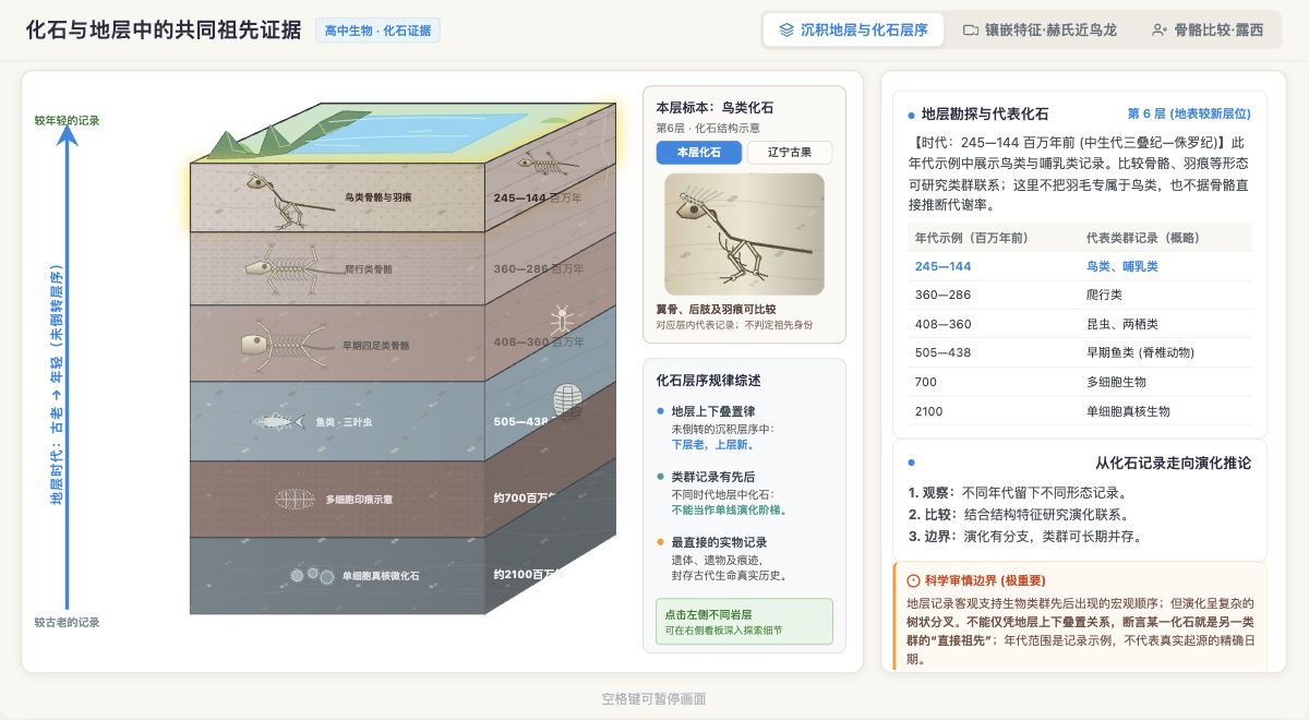 化石与地层中的共同祖先证据