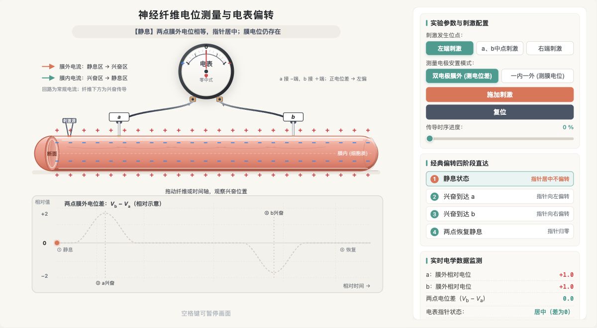 神经纤维电位测量与电表偏转