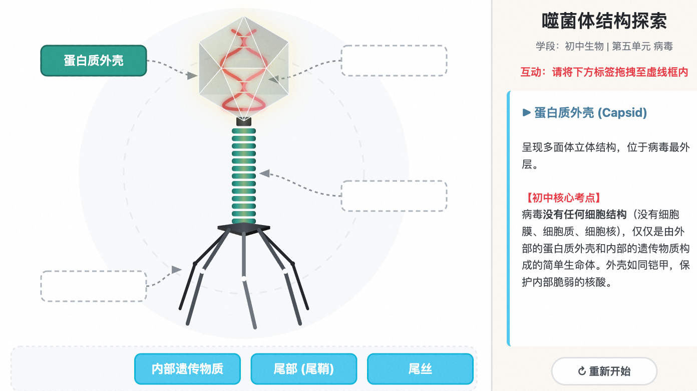 噬菌体结构