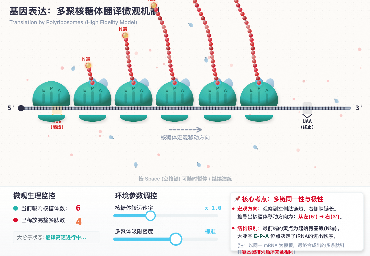 多聚核糖体高效翻译微观机制