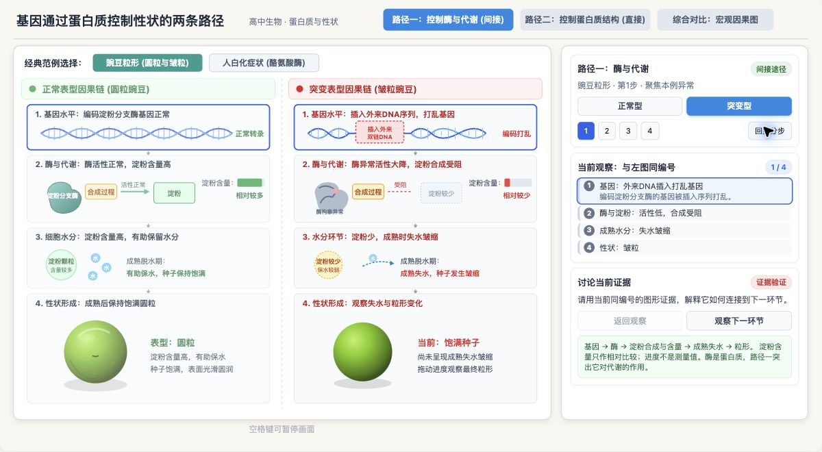 基因通过蛋白质控制性状的两条路径