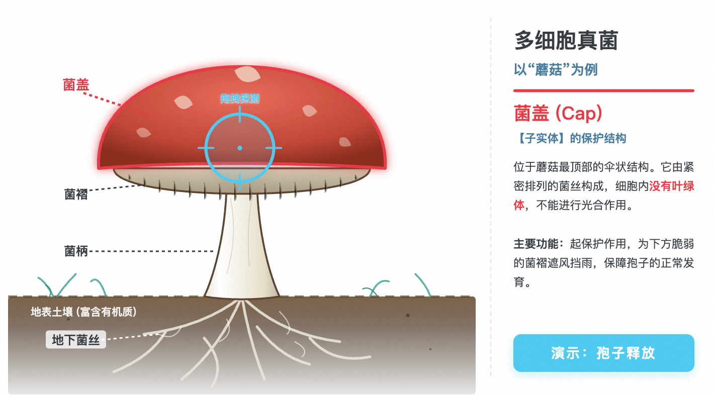 多细胞真菌结构(蘑菇)