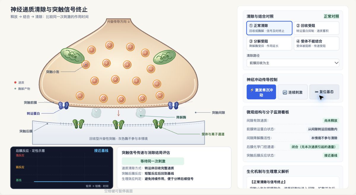 神经递质清除与突触信号终止