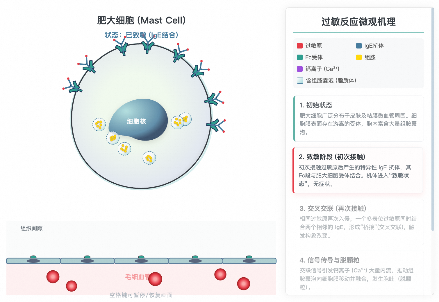 过敏反应微观机理与肥大细胞释放