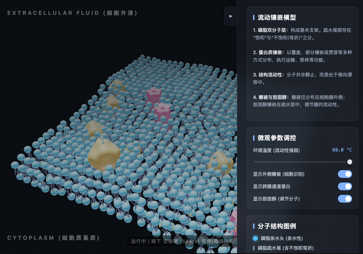 细胞膜流动镶嵌立体模型