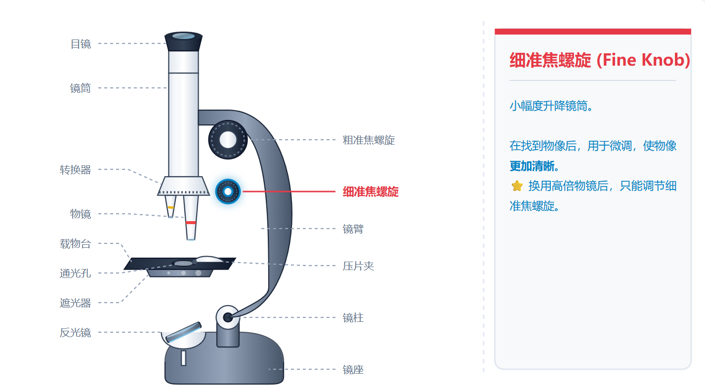 显微镜结构