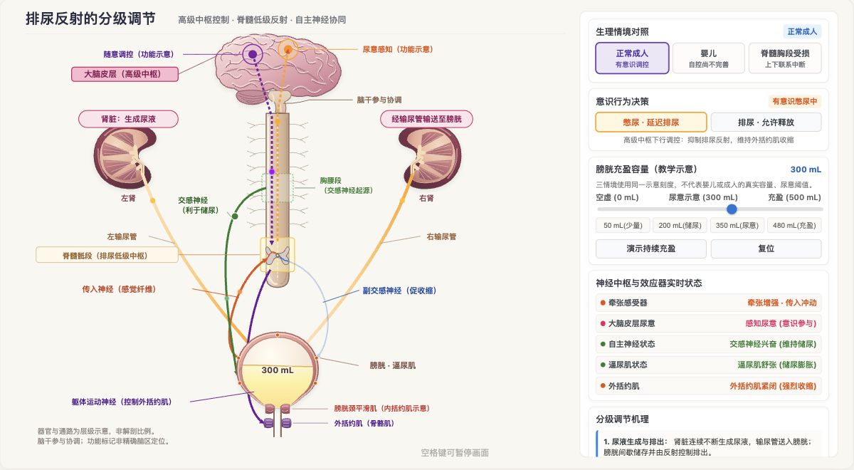 排尿反射的分级调节