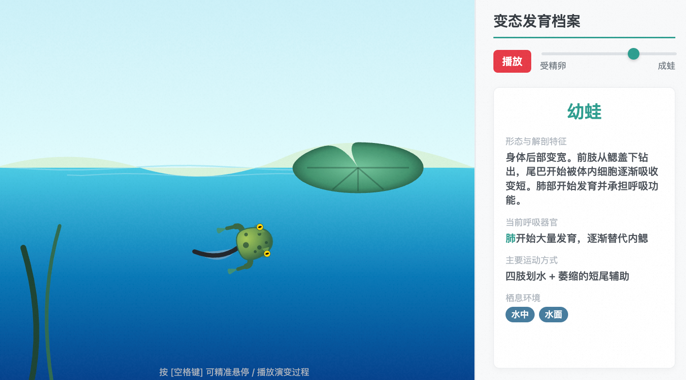 青蛙的发育过程