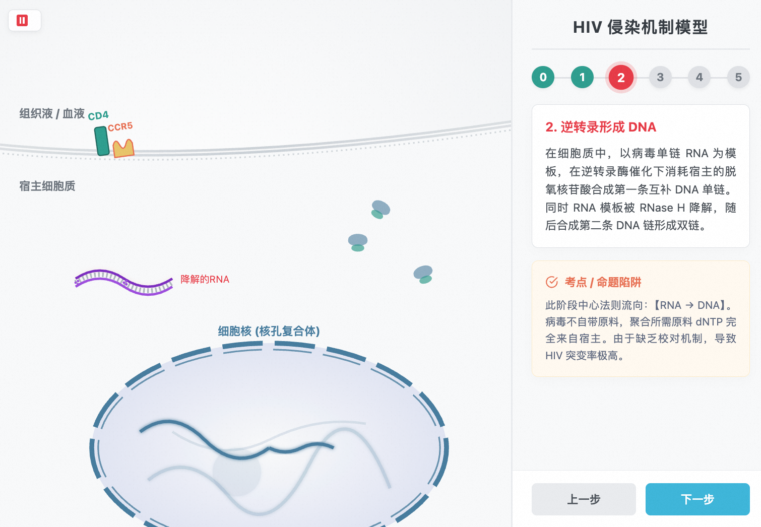 HIV侵染T淋巴细胞微观全过程