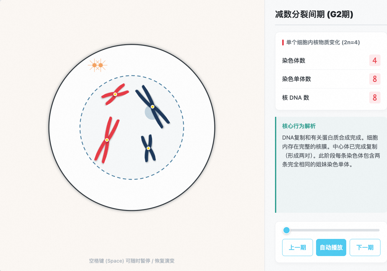 减数分裂各时期染色体行为