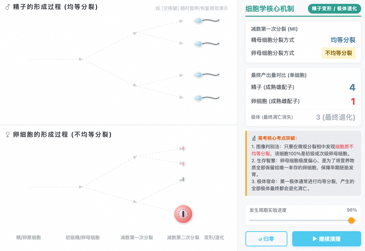 精子与卵细胞形成过程微观对比
