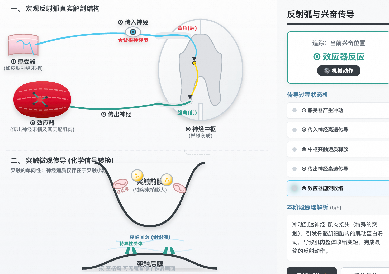 反射弧组成与兴奋单向传导