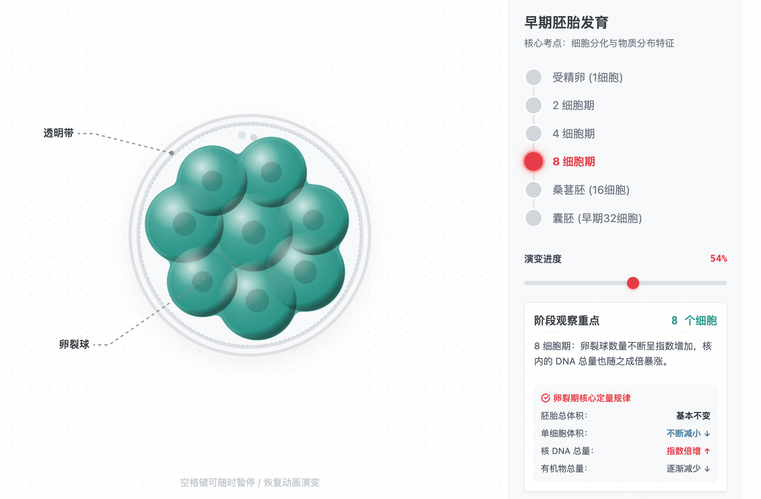 早期胚胎发育过程切面