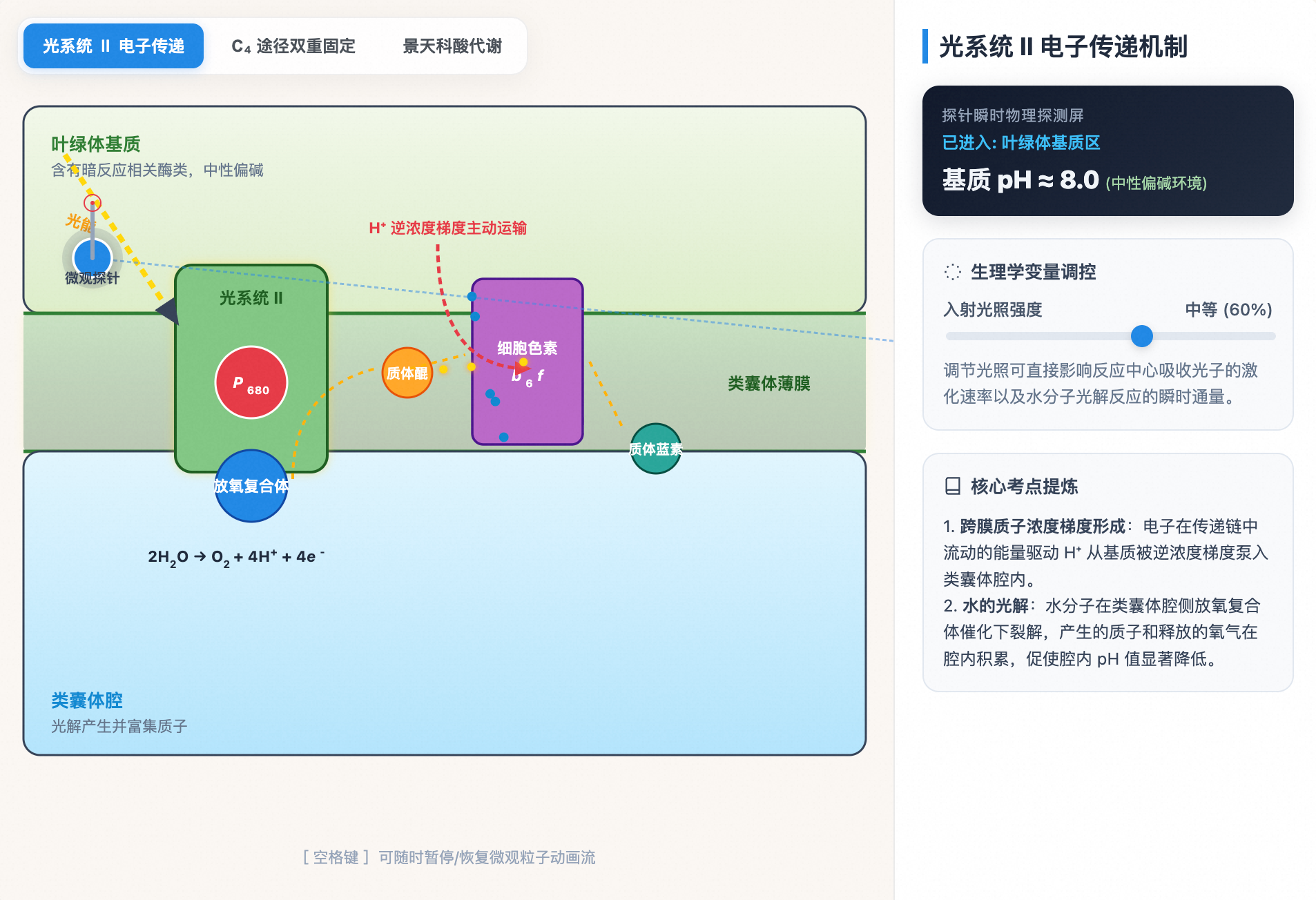 光合作用与碳固定微观生理机制