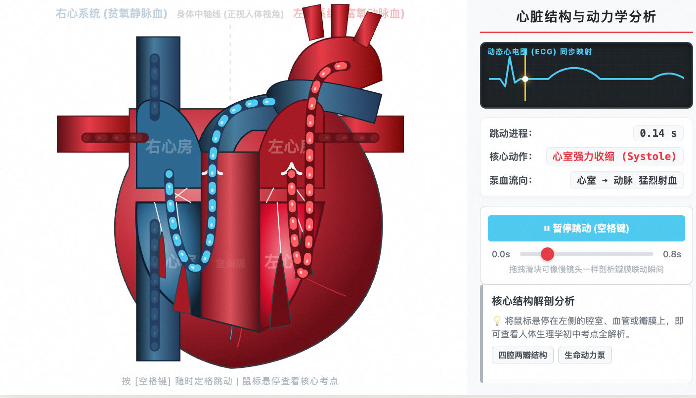 心脏结构图