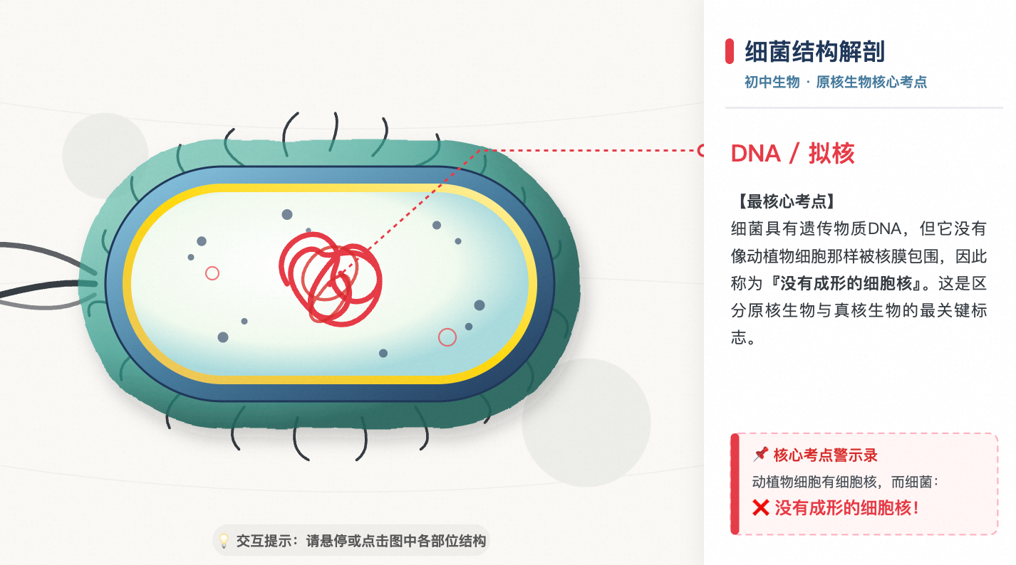 细菌结构解剖