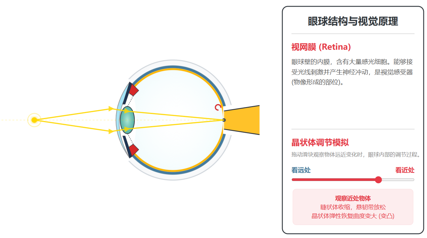 眼球结构与视觉原理