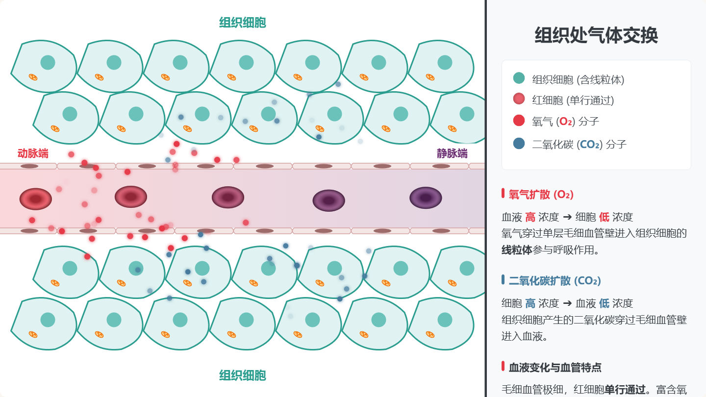 组织处气体交换