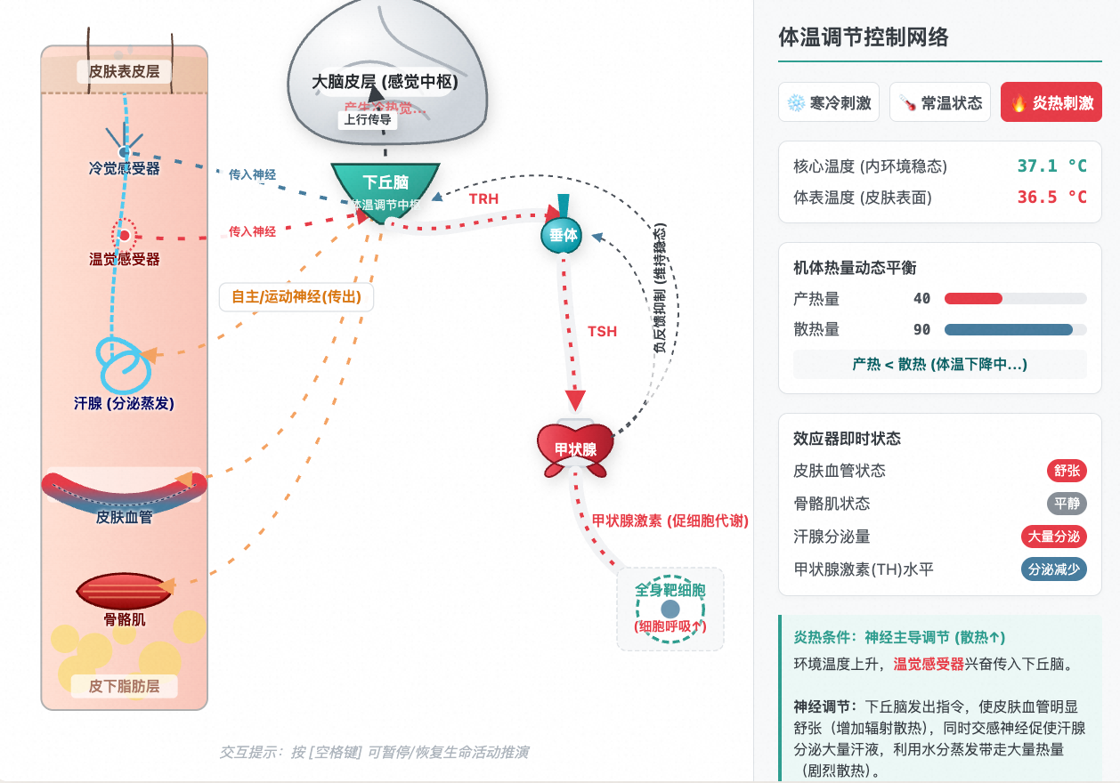 体温调节:神经与体液双重控制网络
