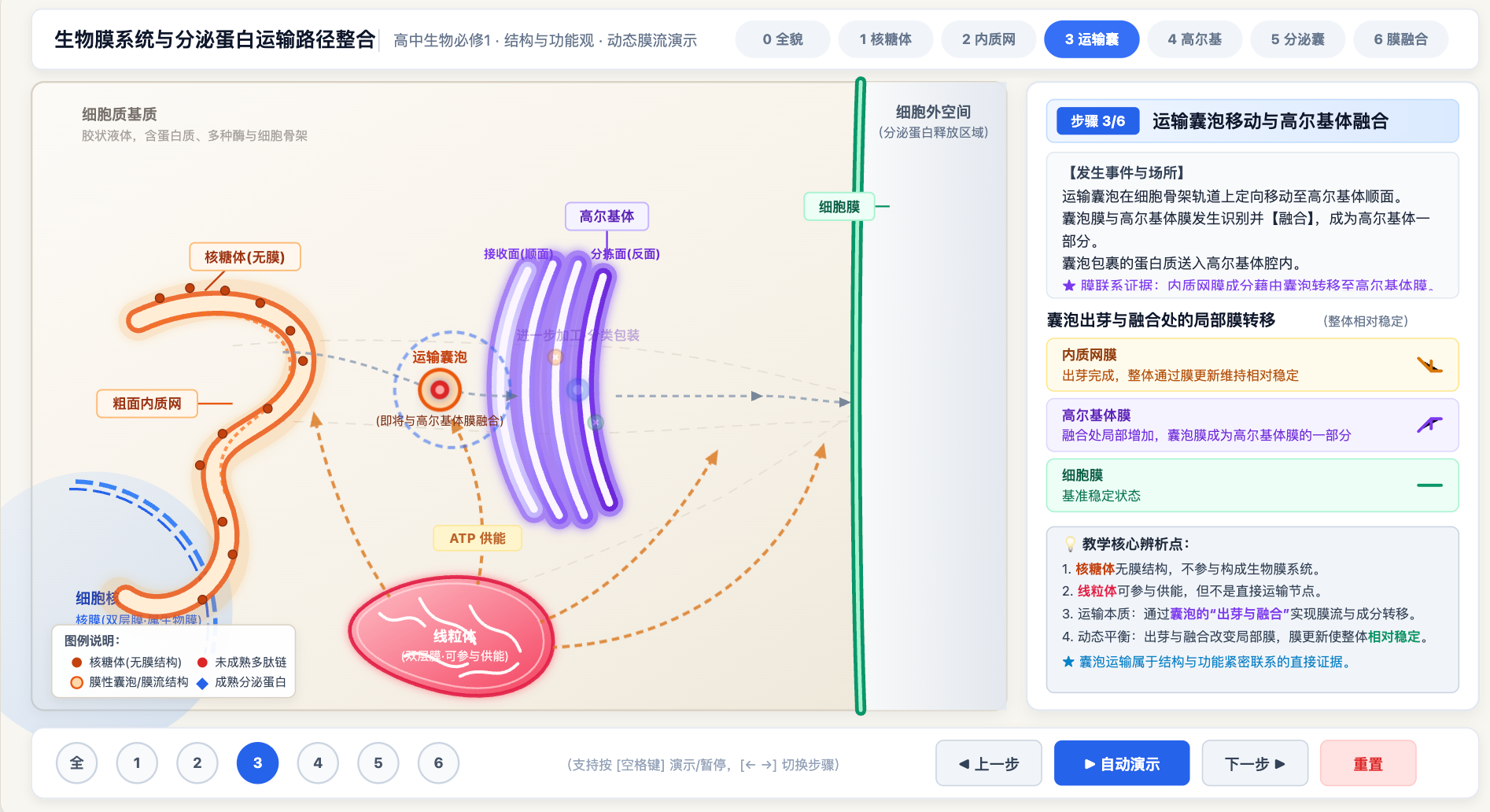 生物膜系统与分泌蛋白运输路径整合