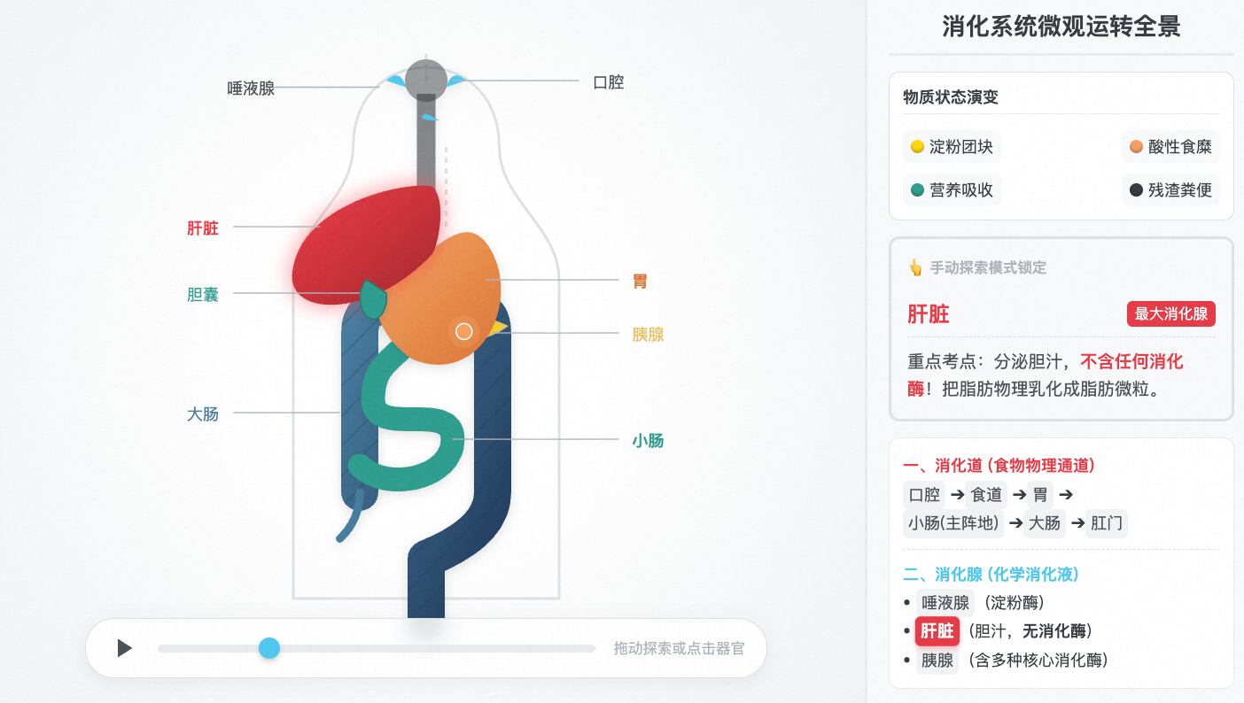 消化系统组成与功能运转