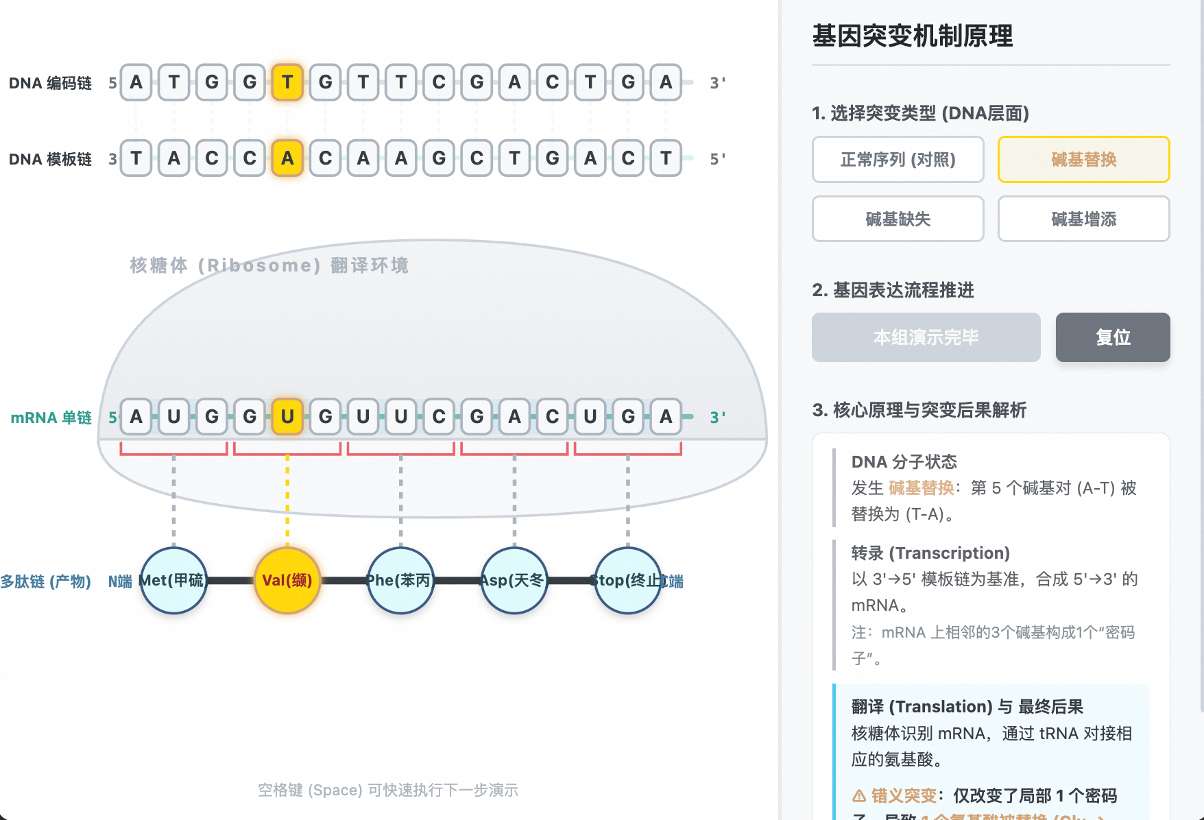 基因突变机制:碱基替换、增添与缺失