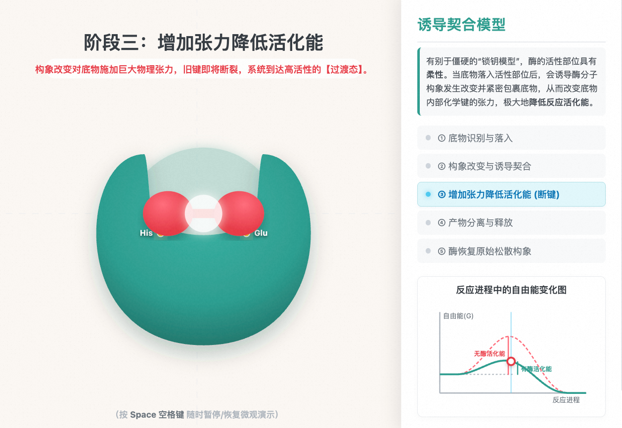 酶促反应:诱导契合微观机理