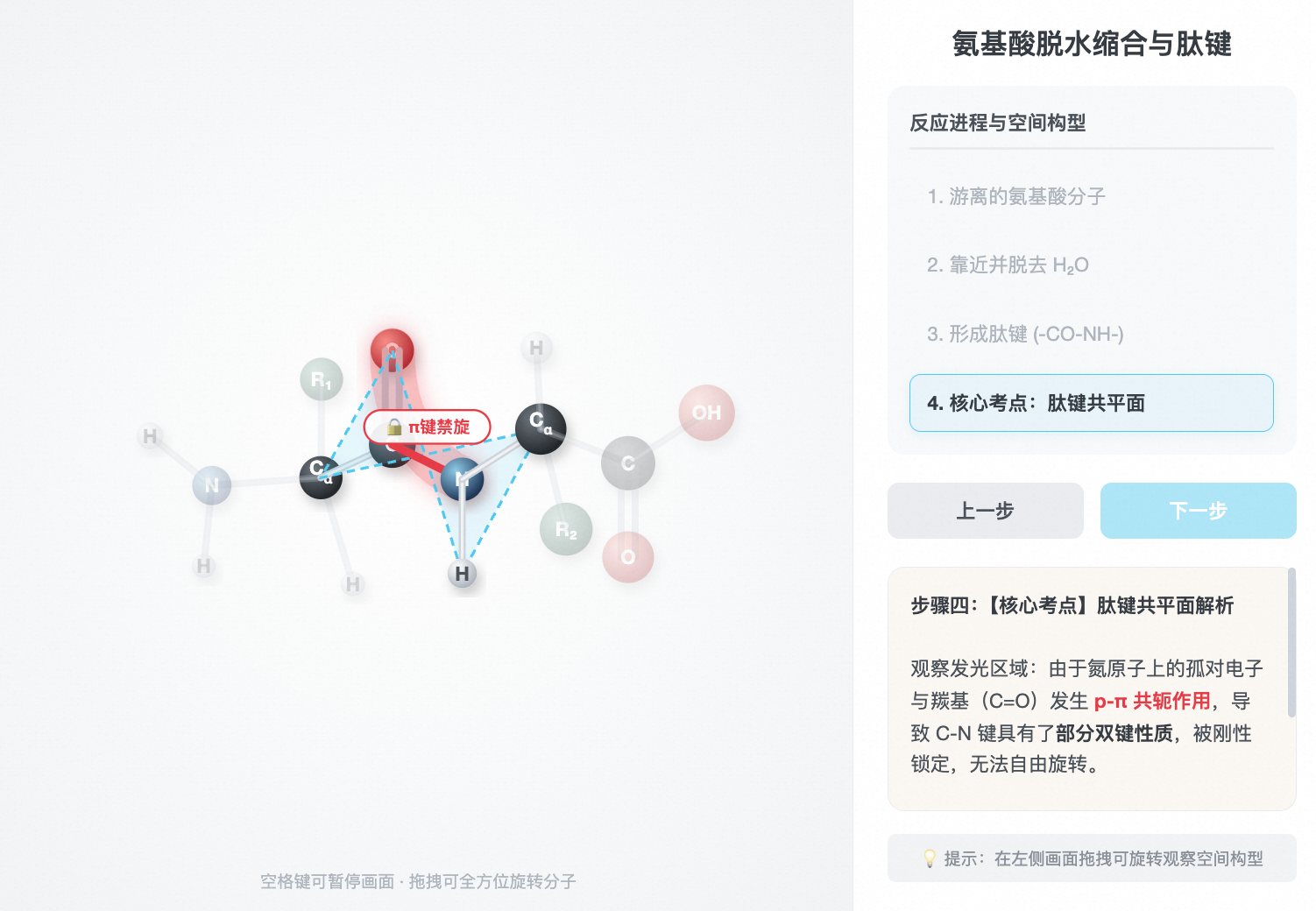 氨基酸脱水缩合与肽键共平面